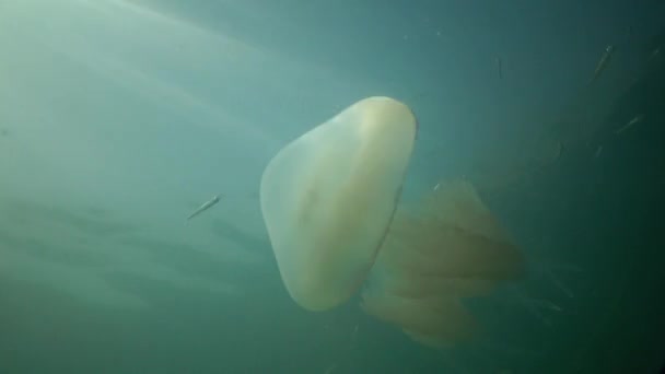 Rhizostoma pulmo, varil denizanası, çöp kovası-kapak denizanası veya fırfırlı ağızlı Deniz anası bilinen — Stok video