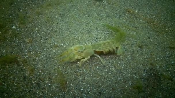 Byczego ataku na raka, wyjątkowy moment. Klif morze (Upogebia (pusilla)) - gatunki skorupiaków z nadrodziny kalianasov. — Wideo stockowe