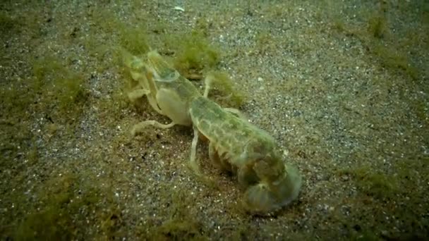 Cliff do mar (Upogebia pusilla) - uma espécie de crustáceos da superfamília kalianasov . — Vídeo de Stock