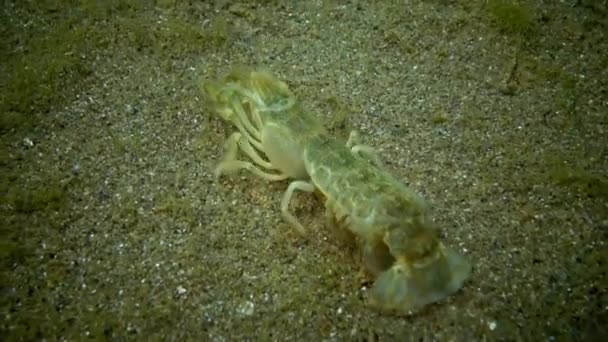 Морской утёс (Upogebia pusilla) - вид ракообразных надсемейства калианасов . — стоковое видео