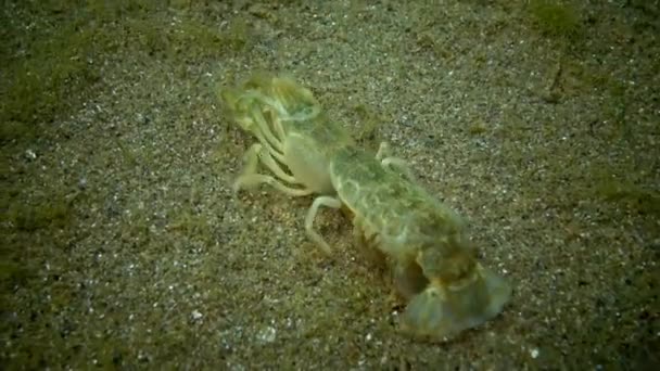 Sea cliff (Upogebia pusilla) - druhy korýšů Nadčeleď kalianasov. — Stock video