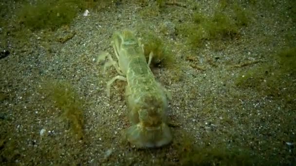 Cliff do mar (Upogebia pusilla) - uma espécie de crustáceos da superfamília kalianasov . — Vídeo de Stock