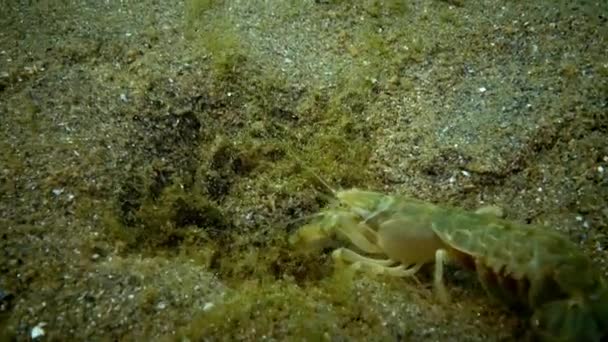 Meeresklippe (upogebia pusilla) - eine Krebstierart aus der Überfamilie kalianasov. — Stockvideo