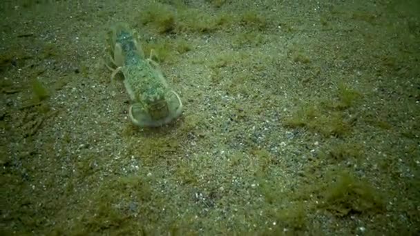 海边的悬崖上 （Upogebia 九节龙）-一种甲壳类动物的家族 kalianasov. — 图库视频影像