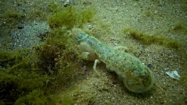 Meeresklippe (upogebia pusilla) - eine Krebstierart aus der Überfamilie kalianasov. — Stockvideo