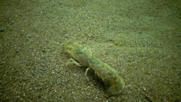 Acantilado marino (Upogebia pusilla) - una especie de crustáceos de la superfamilia kalianasov . — Vídeo de stock