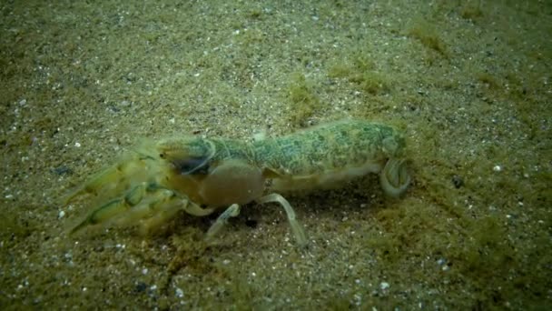 Cliff do mar (Upogebia pusilla) - uma espécie de crustáceos da superfamília kalianasov . — Vídeo de Stock