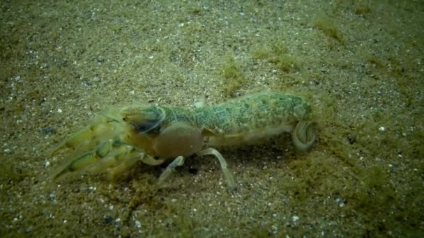 Sea cliff (Upogebia pusilla) - druhy korýšů Nadčeleď kalianasov. — Stock video