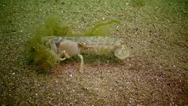 Sea cliff (Upogebia pusilla) - a species of crustaceans of the superfamily kalianasov. — Stock Video