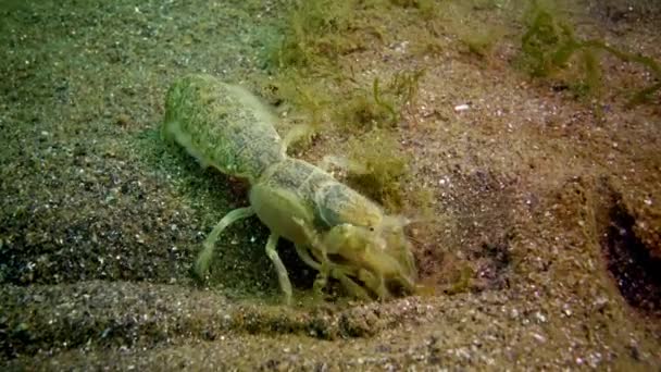 Acantilado marino (Upogebia pusilla) - una especie de crustáceos de la superfamilia kalianasov . — Vídeos de Stock