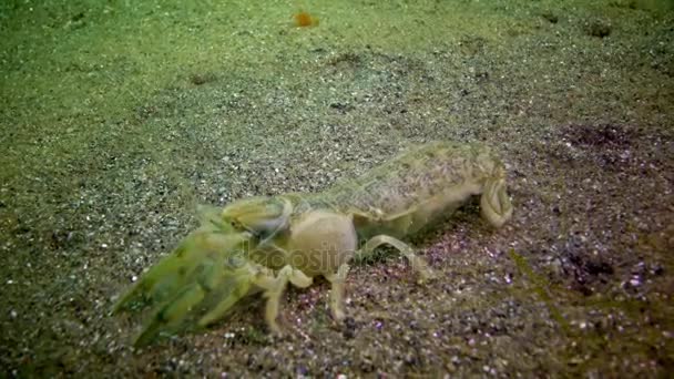 Sea cliff (Upogebia pusilla) - druhy korýšů Nadčeleď kalianasov. — Stock video