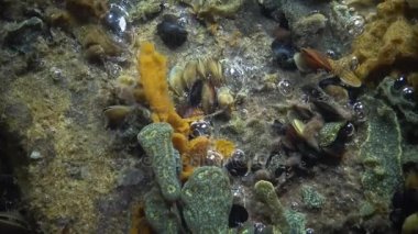 Yıldız ascidian veya altın yıldız tulumlular olarak bilinen Botryllus schlosseri