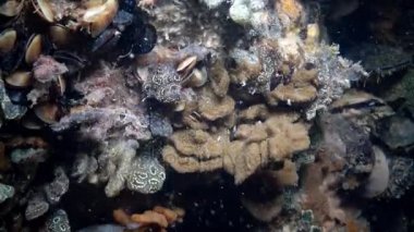 Yıldız ascidian veya altın yıldız tulumlular olarak bilinen Botryllus schlosseri