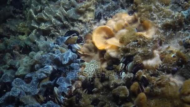 BRYOZOA y COLONIA DE Ascidia BOTRIILLUS entre mejillones sobre piedras — Vídeos de Stock