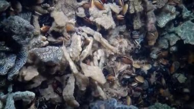 Yıldız ascidian veya altın yıldız tulumlular olarak bilinen Botryllus schlosseri