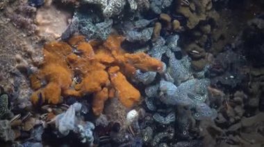 Yıldız ascidian veya altın yıldız tulumlular olarak bilinen Botryllus schlosseri