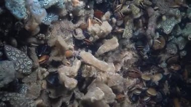 Yıldız ascidian veya altın yıldız tulumlular olarak bilinen Botryllus schlosseri
