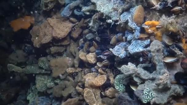 Botryllus schlosseri, beter bekend als de ster ascidian of gouden sterren manteldieren — Stockvideo