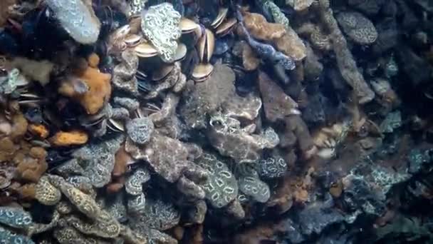 Botryllus schlosseri, běžně známý jako hvězda ascidian nebo Zlatá hvězda tunicate — Stock video