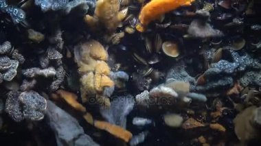 Yıldız ascidian veya altın yıldız tulumlular olarak bilinen Botryllus schlosseri