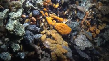 Yıldız ascidian veya altın yıldız tulumlular olarak bilinen Botryllus schlosseri