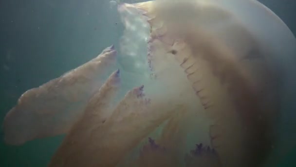 Pulmo Rhizostoma, powszechnie znany jako meduz KORZENIOGĘBYCH, jellyfish wieko lub meduzy plisowany ustami — Wideo stockowe