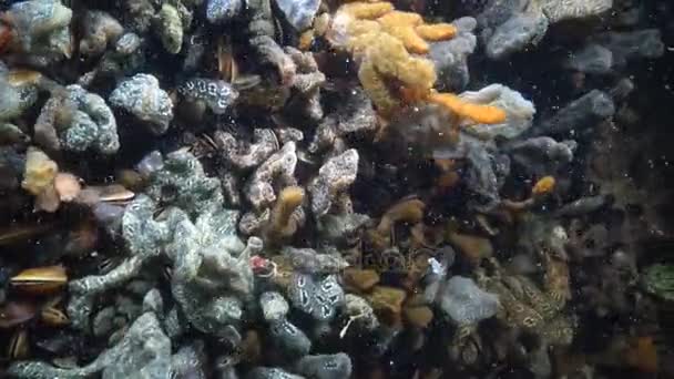 Yıldız ascidian veya altın yıldız tulumlular olarak bilinen Botryllus schlosseri — Stok video