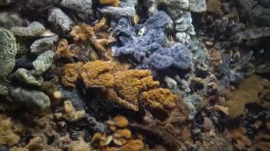 Yıldız ascidian veya altın yıldız tulumlular olarak bilinen Botryllus schlosseri