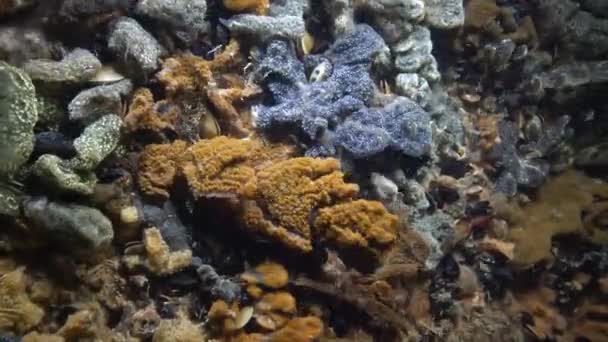 Botryllus schlosseri, allmänt känd som den stjärna ascidian eller golden star artikel om lädermantlade — Stockvideo