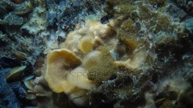 Yosun hayvancıkları ve koloni Ascidia Botriillus midye taş arasında