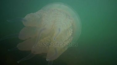 Rhizostoma pulmo, varil denizanası, çöp kovası-kapak denizanası veya fırfırlı ağızlı Deniz anası bilinen
