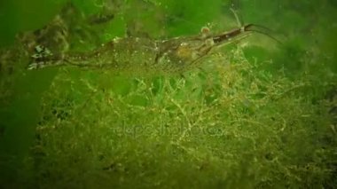 Baltık karides (Palaemon adspersus gözünde)