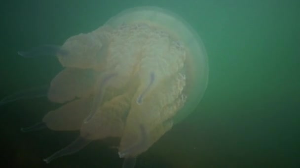 Rizostoma pulmo, широко відомий як бочкові медузи, медузи з пиловими лідами або медузи з крижаним ротом — стокове відео