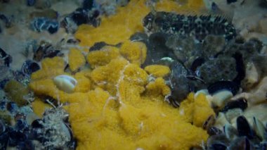 Yıldız ascidian veya altın yıldız tulumlular olarak bilinen Botryllus schlosseri