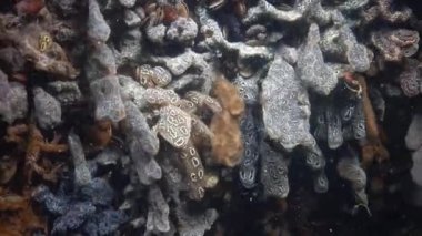 Yıldız ascidian veya altın yıldız tulumlular olarak bilinen Botryllus schlosseri