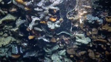 Yıldız ascidian veya altın yıldız tulumlular olarak bilinen Botryllus schlosseri