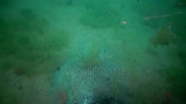 Kunststof puin op de bodem van de Zwarte Zee. Rot algen, paddestoelen van de zee, zuurstofvrije zone — Stockvideo