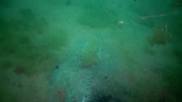 Des débris plastiques au fond de la mer Noire. Algues pourrissantes, champignons de mer, zone anoxique 