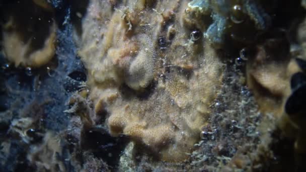 Bryozoa och kolonin av Ascidia Botriillus bland musslor på stenar — Stockvideo