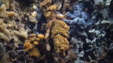 Yıldız ascidian veya altın yıldız tulumlular olarak bilinen Botryllus schlosseri