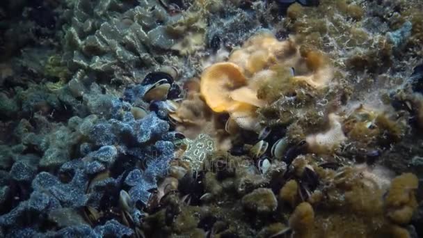 Botryllus schlosseri, beter bekend als de ster ascidian of gouden sterren manteldieren — Stockvideo