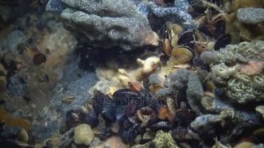 Yıldız ascidian veya altın yıldız tulumlular olarak bilinen Botryllus schlosseri