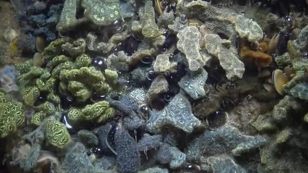 Csillagos zsákállat, ismertebb nevén a csillag ascidian vagy arany csillag tunicate — Stock videók