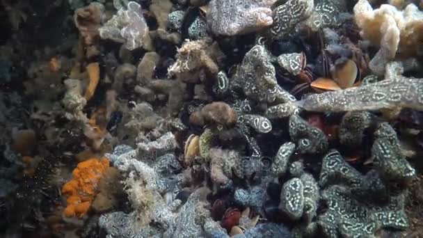 Botryllus schlosseri, beter bekend als de ster ascidian of gouden sterren manteldieren — Stockvideo