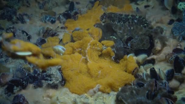 Botryllus schlosseri, comúnmente conocida como estrella ascidiana o estrella dorada tunicada — Vídeos de Stock