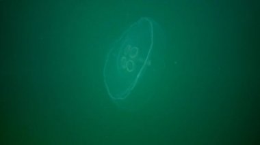 Aurelia aurita (ay jöle, ay denizanası denir