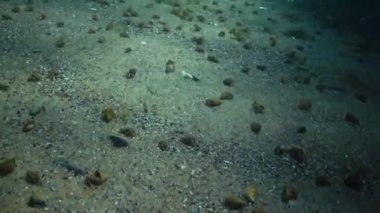 Çok sayıda küçük münzevi kimse Yengeç kumlu altındaki (Diyojen pugilator)