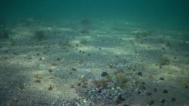 Um grande número de pequenos caranguejos eremita no fundo arenoso (Diogenes pugilator ) — Vídeo de Stock