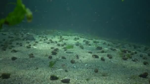 Een groot aantal kleine hermit krabben op de zanderige bodem (Diogenes pugilator) — Stockvideo