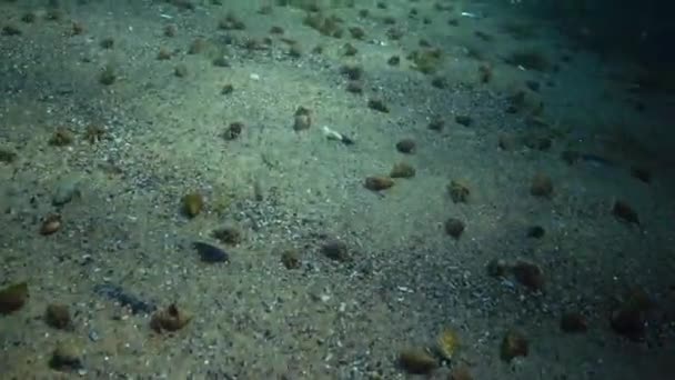 Un gran número de pequeños cangrejos ermitaños en el fondo arenoso (Diogenes pugilator ) — Vídeos de Stock